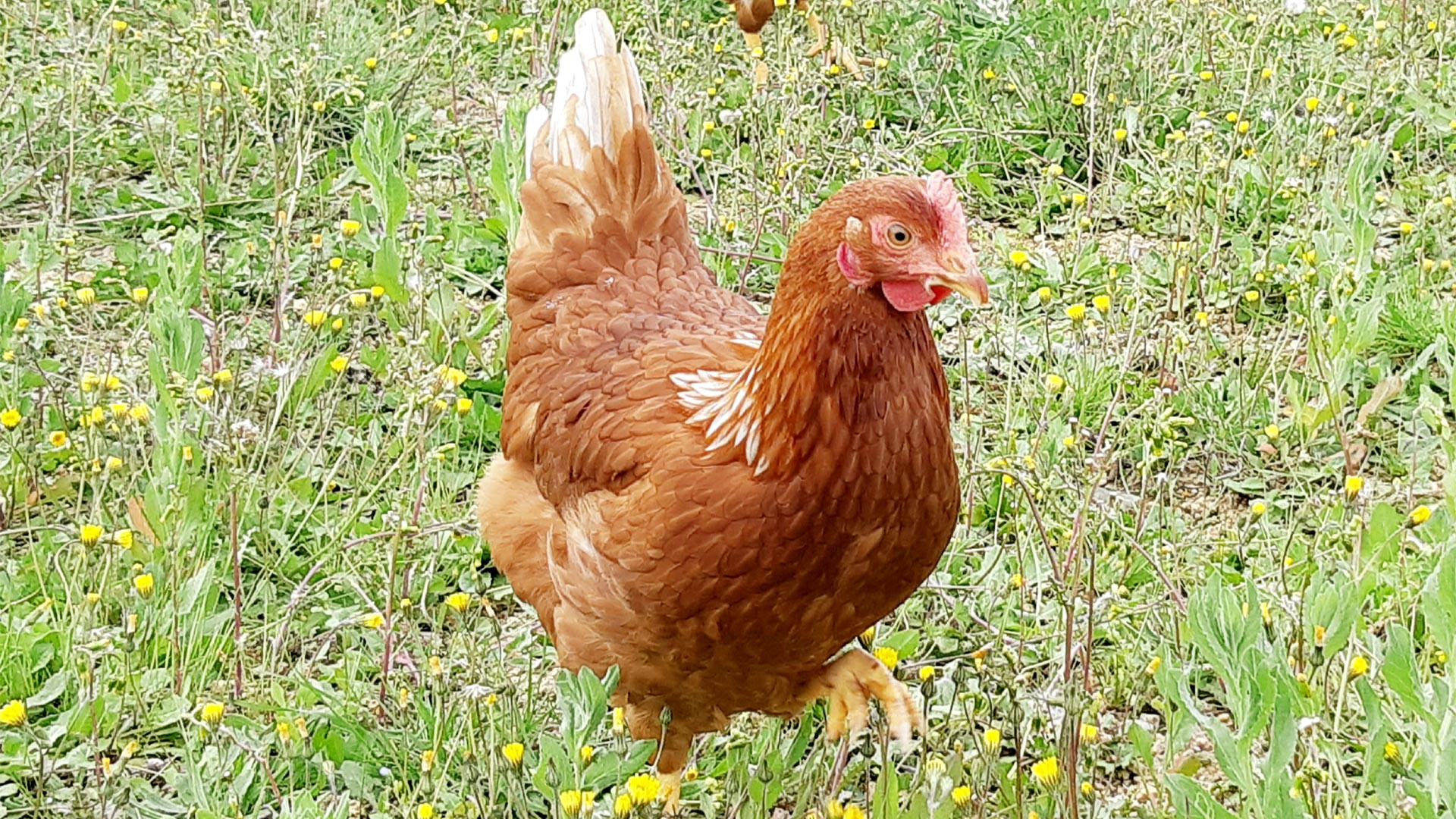 Ferme la p'tite Cévenole