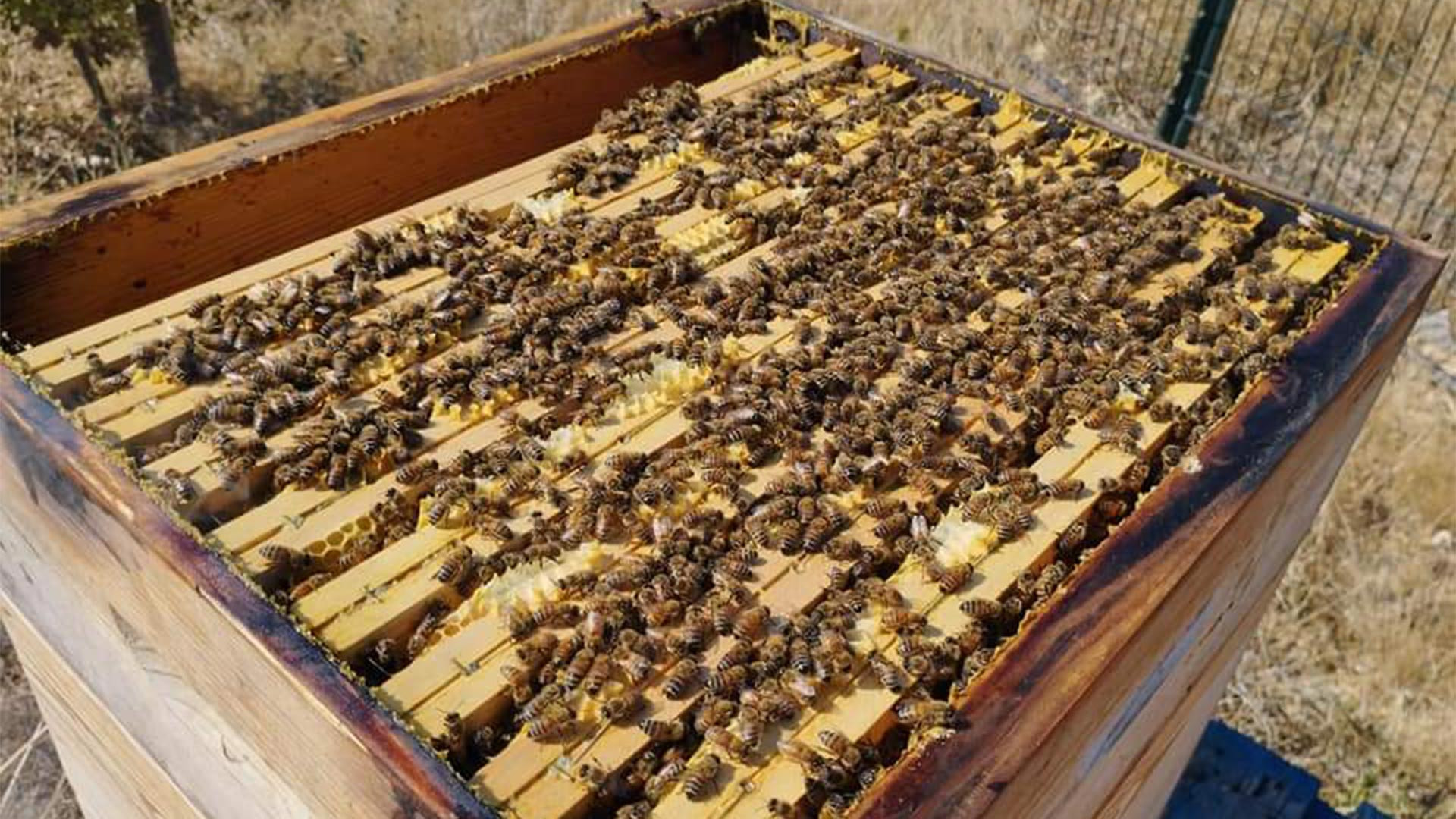 Ferme la p'tite Cévenole