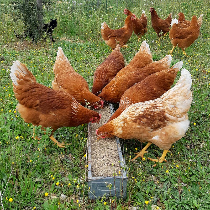 Ferme le p'tite Cévenole : poules