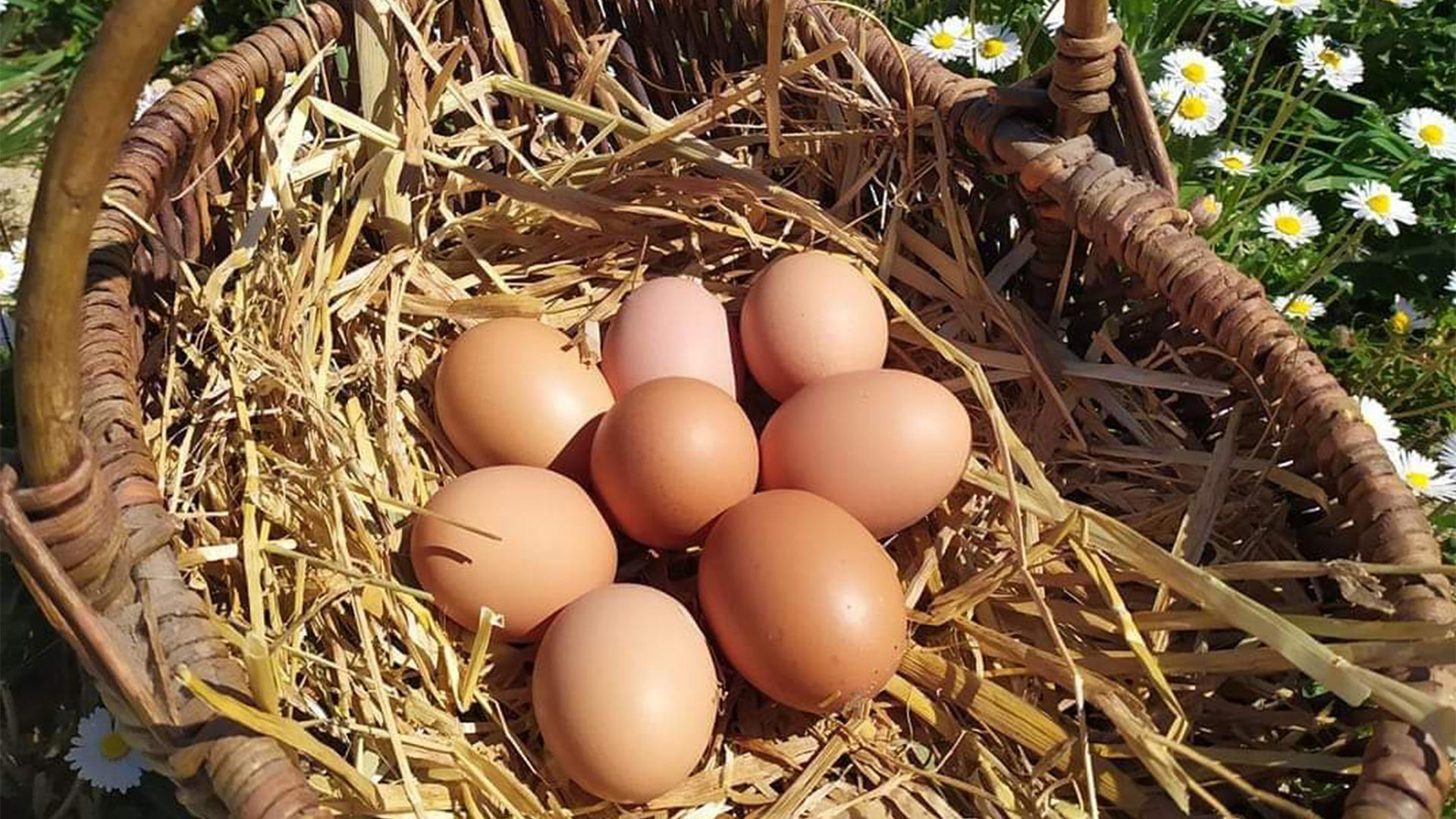 Ferme la p'tite Cévenole