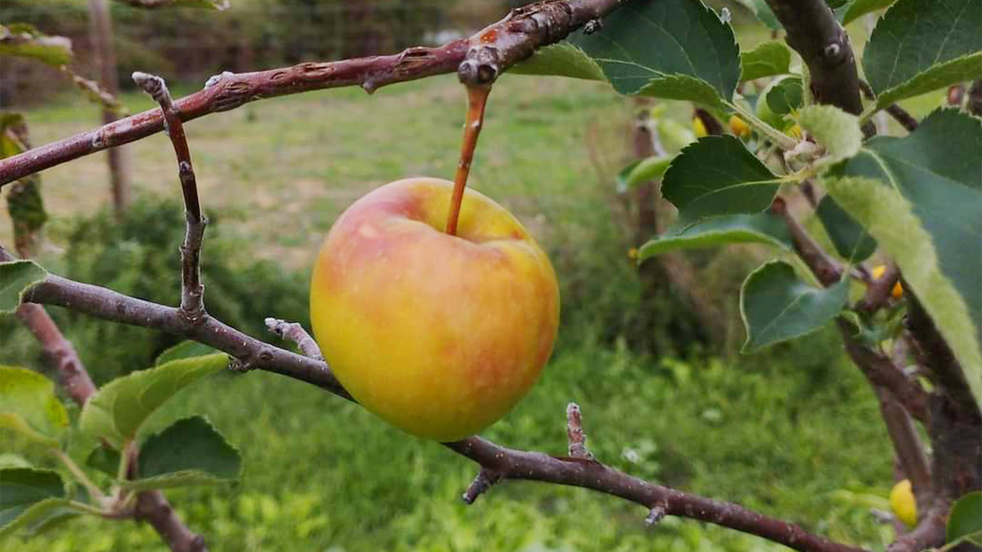 Le bouquet gîte à la ferme en Cévennes